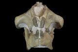 Fossil Squirrel-Like Mammal (Ischyromys) Skull - Nebraska #176357-6